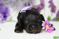 Pandora , a female Poodle - Toy  for sale in Trenton, MO – 5 of 10