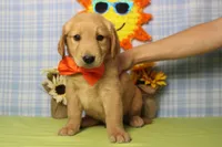 Brioche , a male Golden Retriever for sale in Trenton, MO – 3 of 6