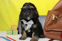 Rocky , a male Cockapoo for sale in Trenton, MO – 2 of 6