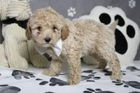 Willie , a male Poodle - Toy  and Havapoo for sale in Trenton, MO – 6 of 10