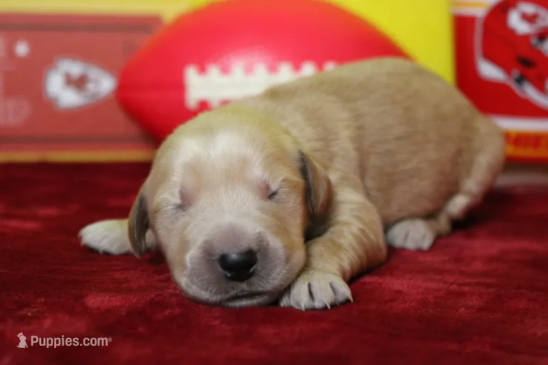 Guava, a male Golden Retriever for sale in Trenton, MO – 1 of 7