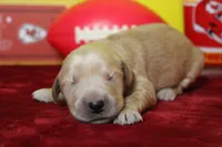Guava, a male Golden Retriever for sale in Trenton, MO – 1 of 7