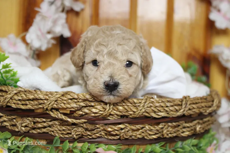 Willie  – Poodle - Toy , Havapoo puppy for sale in Trenton, MO