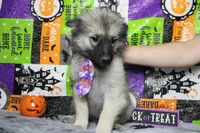 Conner, a male Keeshond for sale in Trenton, MO – 5 of 9