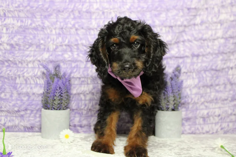 Toffee  – Cockapoo puppy for sale in Trenton, MO