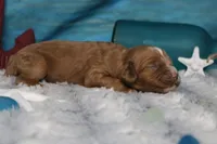 Pistachio, a male Cocker Spaniel and Poodle - Toy  for sale in Trenton, MO – 5 of 7