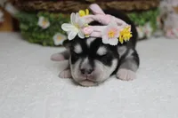 Kira , a female Siberian Husky for sale in Trenton, MO – 6 of 9