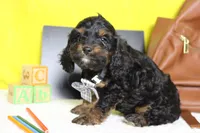 Ripple , a male Cockapoo for sale in Trenton, MO – 4 of 6