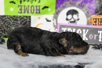 Ray , a male Poodle - Toy  for sale in Trenton, MO – 7 of 10