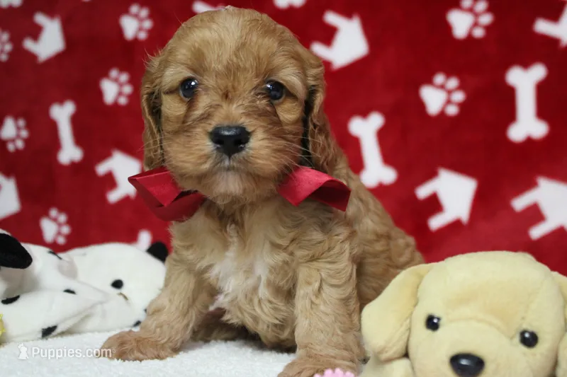 Sherbet  – Cockapoo puppy for sale in Trenton, MO