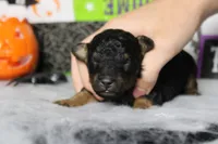 Ray , a male Poodle - Toy  for sale in Trenton, MO – 4 of 10