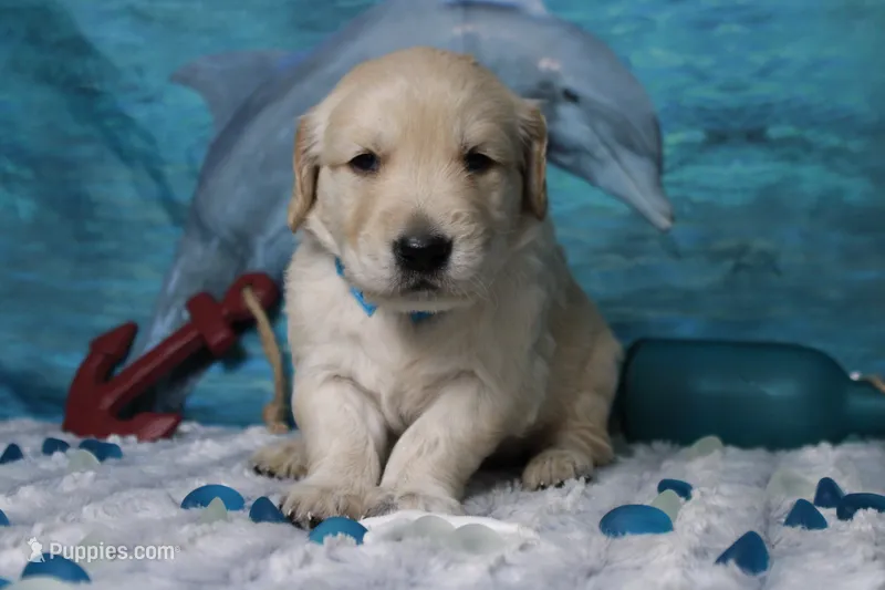 Focaccia  – Golden Retriever puppy for sale in Trenton, MO