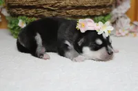 Kira , a female Siberian Husky for sale in Trenton, MO – 9 of 9