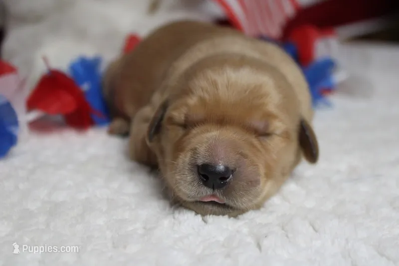 Bagel  – Golden Retriever puppy for sale in Trenton, MO