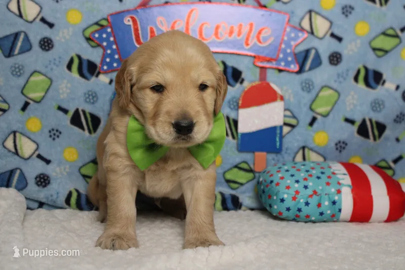 Babka  – Golden Retriever puppy for sale in Trenton, MO