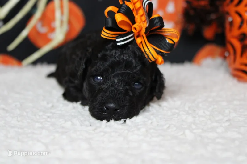 Sydney  – Poodle - Toy  puppy for sale in Trenton, MO