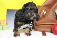 Ripple , a male Cockapoo for sale in Trenton, MO – 3 of 6