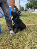 Maverick, a male Poodle - Toy  and Miniature Bernedoodle for sale in Trenton, MO – 3 of 5