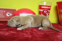 Coconut , a male Golden Retriever for sale in Trenton, MO – 3 of 7