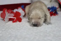 Focaccia , a male Golden Retriever for sale in Trenton, MO – 5 of 10