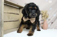 Toffee , a male Cockapoo for sale in Trenton, MO – 5 of 9