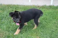 Pine , a male Siberian Husky and Miniature Aussiedoodle for sale in Trenton, MO – 10 of 10