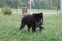 Violet , a male Siberian Husky and Miniature Aussiedoodle for sale in Trenton, MO – 5 of 8