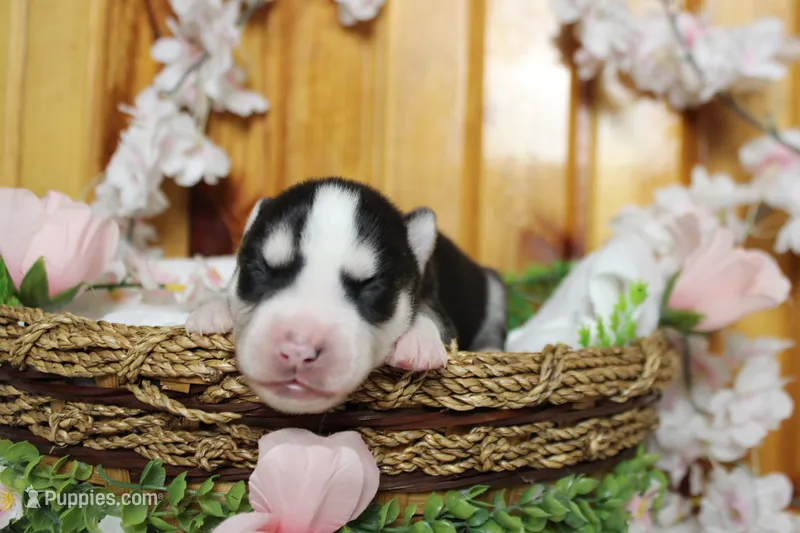 Atlas  – Siberian Husky puppy for sale in Trenton, MO