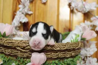 Atlas , a male Siberian Husky for sale in Trenton, MO – 1 of 10