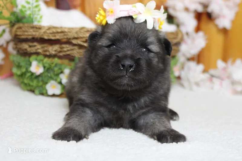 Anna  – Keeshond puppy for sale in Trenton, MO