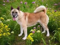 KJ, a female Akita for sale in Trenton, MO – 4 of 8