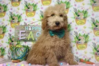 Garnet, a male Poodle - Toy  for sale in Trenton, MO – Photo 8 of 9