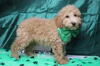 Garnet, a male Poodle - Toy  for sale in Trenton, MO – Photo 7 of 7