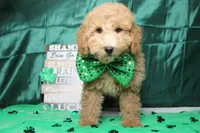 Garnet, a male Poodle - Toy  for sale in Trenton, MO – Photo 1 of 7