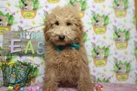 Garnet, a male Poodle - Toy  for sale in Trenton, MO – Photo 4 of 9
