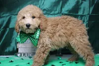 Garnet, a male Poodle - Toy  for sale in Trenton, MO – Photo 4 of 7