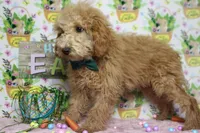 Garnet, a male Poodle - Toy  for sale in Trenton, MO – Photo 5 of 9