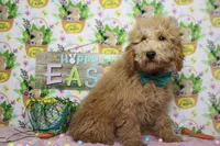 Garnet, a male Poodle - Toy  for sale in Trenton, MO – Photo 9 of 9