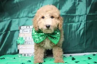 Garnet, a male Poodle - Toy  for sale in Trenton, MO – Photo 3 of 7
