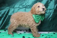 Garnet, a male Poodle - Toy  for sale in Trenton, MO – Photo 6 of 7