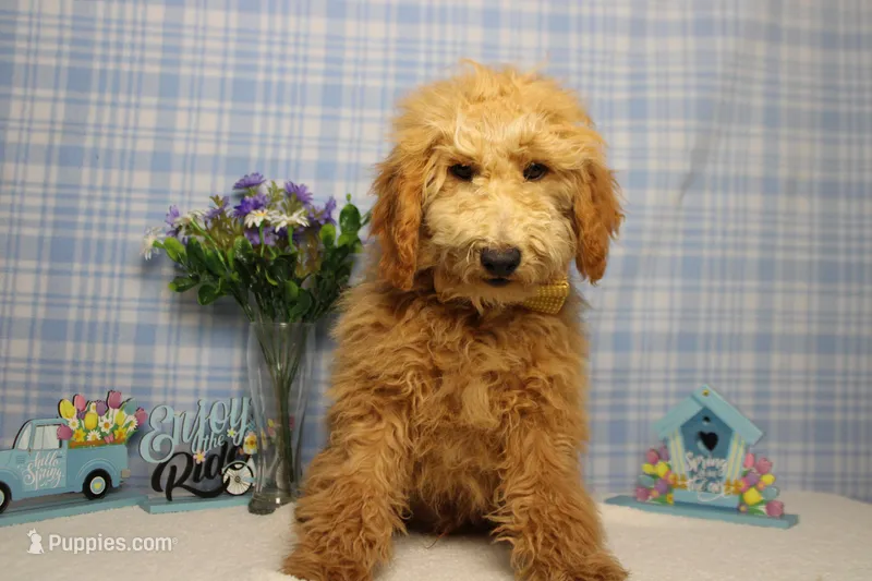 Garnet – Poodle - Toy  puppy for sale in Trenton, MO