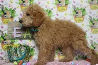 Garnet, a male Poodle - Toy  for sale in Trenton, MO – Photo 6 of 9