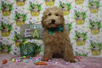 Garnet, a male Poodle - Toy  for sale in Trenton, MO – Photo 2 of 9
