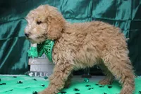Garnet, a male Poodle - Toy  for sale in Trenton, MO – Photo 5 of 7