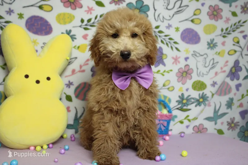 Garnet – Poodle - Toy  puppy for sale in Trenton, MO