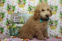 Garnet, a male Poodle - Toy  for sale in Trenton, MO – Photo 7 of 9