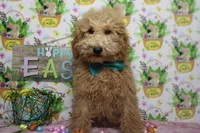Garnet, a male Poodle - Toy  for sale in Trenton, MO – Photo 1 of 9