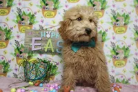 Garnet, a male Poodle - Toy  for sale in Trenton, MO – Photo 3 of 9