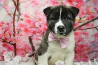 Jonathon , a male Akita for sale in Trenton, MO – 1 of 9