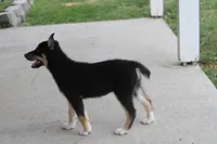 Dahlia , a male Siberian Husky and Miniature Aussiedoodle for sale in Trenton, MO – 2 of 9